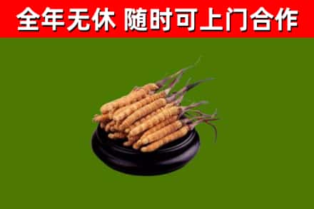 瓦房店烟酒回收冬虫夏草.jpg